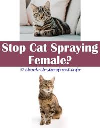 6 Intuitive Clever Ideas How Do Cats Spray After They Are Fixed Fixed Male Cat Spraying Keep Off Repellent Spray For Cats Neutering A Cat Sto Sensible