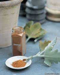 Rooting hormone acts as a catalyst for the new roots and protects the cuttings from fungus and diseases that may have been introduced during the you could double the fun and dip the cuttings in saliva or willow tea and then cinnamon as they go hand in hand. You Can Use Cinnamon As A Substitute For Rooting Hormone It Also Kills Fungus And Bacteria At The Same Time Propagating Plants Plant Cuttings Plants