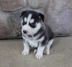 Kenneth Siberian Husky Pup For Sale Near Grabill Indiana Siberianhusky Huskypuppies Husky Husky Puppy Siberian Husky Puppies Puppies