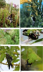 We did not find results for: Bird Predation By Praying Mantises A Global Perspective