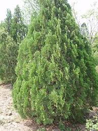 Image result for Platycladus orientalis