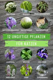 Ihr aussehen könnte viele täuschen, auch ihre haustiere. Ungiftige Pflanzen Fur Katzen Diese Arten Durfen Sogar Gefressen Werden