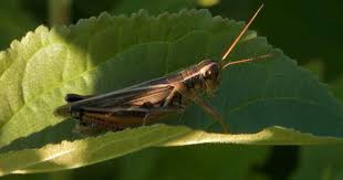 We did not find results for: Grasshoppers When To Manage Them In A Yard And Garden