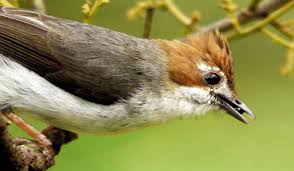 Jenggot mini / ciung air jawa adalah spesies burung dari keluarga timaliidae, dari genus macronous. Mengenal Burung Yuhina Lebih Dekat Burung Mania