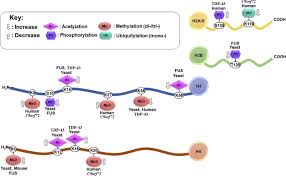 Amino group modification involves the addition of a functional group at the n terminus of the amino acid. Epigenetics In Amyotrophic Lateral Sclerosis A Role For Histone Post Translational Modifications In Neurodegenerative Disease Translational Research