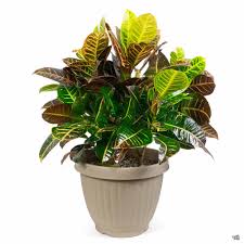 Image result for Croton kilwae