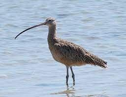 Maybe you would like to learn more about one of these? Top 10 Crazy Bird Beaks