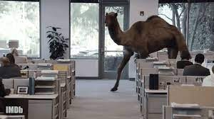 The hump day commercial is not caleb's only starring role. I Just Learned This Is Us Star Chris Sullivan Voiced The Geico Camel And I Can T Stop Smiling
