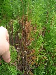 This dwarf arborvitae was planted on a slope last year, may 2019. Gardenatoz Arborvitae Too Tall Garden A To Z Arborvitae Arborvitae Landscaping Green Giant Arborvitae