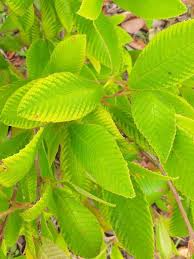 Image result for Tetracera