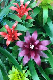 Looking for indoor plants with most stunning leaves? 6 Exotic Tropical Houseplants You Need To Know About
