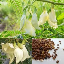 Najděte stock snímky na téma bunga turi scientific name turi flower v hd a miliony dalších stock fotografií, ilustrací a vektorů bez autorských poplatků ve sbírce shutterstock. 100 Benih Bibit Biji Bunga Kembang Turi Putih 40 Kualitas Shopee Indonesia