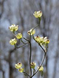 Commercial kiwi plants are hardy in zone 8 or warmer, so they can be grown in the south, throughout california and from eastern north carolina down into florida. Adkins Arboretum Announces Native Plant Nursery Opening Weekend