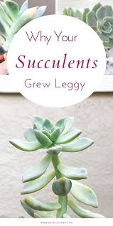 Why Your Succulents Grew Leggy And Stretched Out Natalie Linda In 2020 Cactus House Plants Plants Succulent Garden Diy