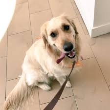 Rory allan dorst (@RoryDorst)