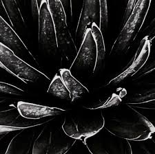 Afficher les images de %{phrase}. Black And White Dark Theme Pics And Plant Aesthetic Image 6057692 On Favim Com
