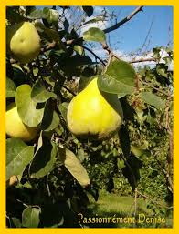 Une Confiture Extra On Respire Dans Les Vosges Confiture Confiture De Coing Recette Coing