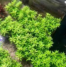 Image result for Limnophila