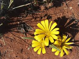 Image result for Gazania krebsiana