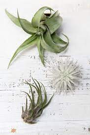 Drier, hotter environments will result in the plant needing to be watered more often — more humid, cooler climates will require less. What Type Of Air Plant Do I Have Identify And Care For Common Varieties