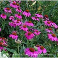 Maybe you would like to learn more about one of these? Perennial Gardening Book A Recipe For Continuous Bloom Store Plant Paradise Country Gardens Deer Resistant Plants Long Blooming Perennials Perennials