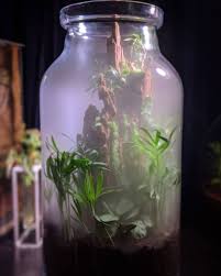 When I Was Planting This Terrarium I Kept The Image Of A Cloud Forest In Mind With Moss And Trees Growing On A Cliff Face I Use Growing Tree Terrarium Plants
