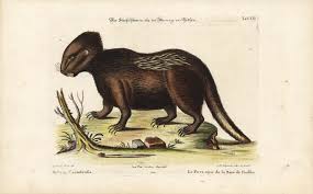 Hystrix Canadensis Le Porc Epic De La Baye De Hudson Tab Cii Porcupine The Old Print Shop