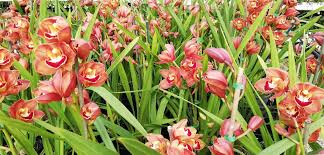 Image result for Kylicanthe