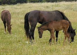 Horse breeding 