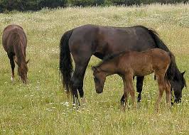 See more ideas about horse adventure, horses, argentina. Horse Breeding Wikipedia