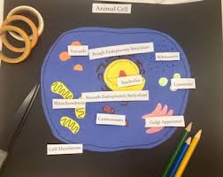 Creating a 3d animal cell project is a great way to model and familiarize yourself with all the various organelles that make up an animal cell. Animal Cell Model Etsy