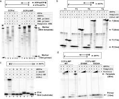 The techniques only work on women above the age. A Novel Dna Primase Helicase Pair Encoded By Sccmec Elements Elife