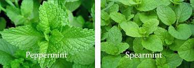 Image Result For Spearmint Vs Peppermint Plant Peppermint Plants Backyard Plants Medicinal Herbs