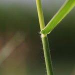 Image result for Urochloa eminii