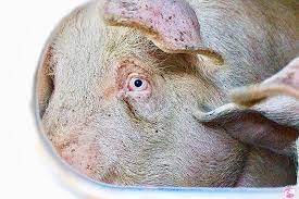 Blue Eyes Vegan