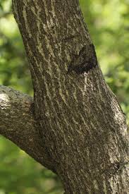 Image result for Diospyros mespiliformis