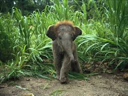 Why Doesn T R Aww Have Baby Elephants Imgur Baby Animals Cute Baby Elephant Baby Animals Pictures