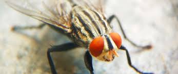 How do you control cluster flies? How To Get Rid Of Cluster Flies Cluster Fly Control Guide Do My Own