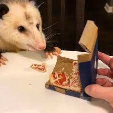 The Dodo On Twitter This Rescue Opossum S Mom Cooks Him Mini Portions Of Whatever She S Eating Opossum Dodo Animals
