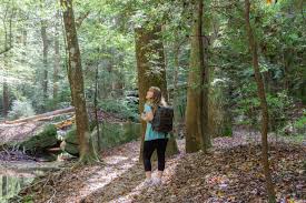 Dismals canyon is a sandstone gorge near phil campbell in franklin county, alabama. Tips For Visiting Dismals Canyon In Alabama Life Full Of Light