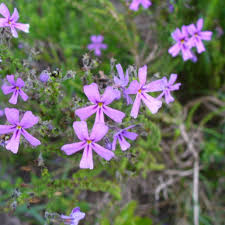 Image result for Jamesbrittenia huillana