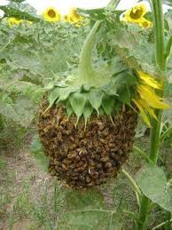 Morning Cup Of Random 01 23 18 36 Photos The Laughter Ward Bee Swarm Bee Keeping Bee