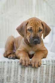 Too Cuuuute Rhodesian Ridgeback Puppies Dogs And Puppies Cute Dogs