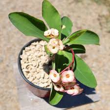 Image result for Euphorbia davyi