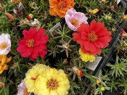 Image result for Portulaca