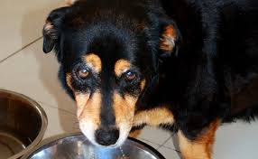 Mon Chien Ne Mange Plus Quelles Peuvent Etre Les Raisons
