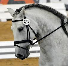This is the perfect choice when partnership is the top priority. Equine Head Flexion And Airway Inflammation Aaep 2011 The Horse