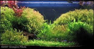 Image result for Rotala fontinalis
