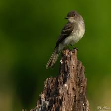 Image result for Photedes morrisii