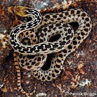 San Diego Gopher Snake Pituophis Catenifer Annectens Snake Reptile Snakes Lizard